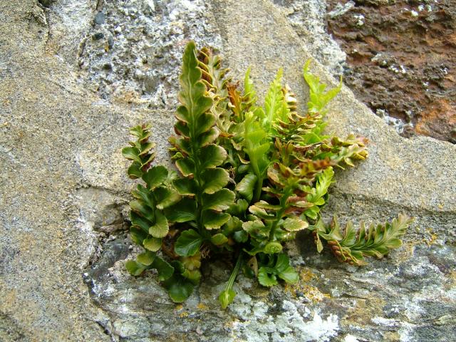 APHOTOMARINE - A photographic guide to aid the recognition and identification of Asplenium marinum Sea Spleenwort Marine Plant Images
